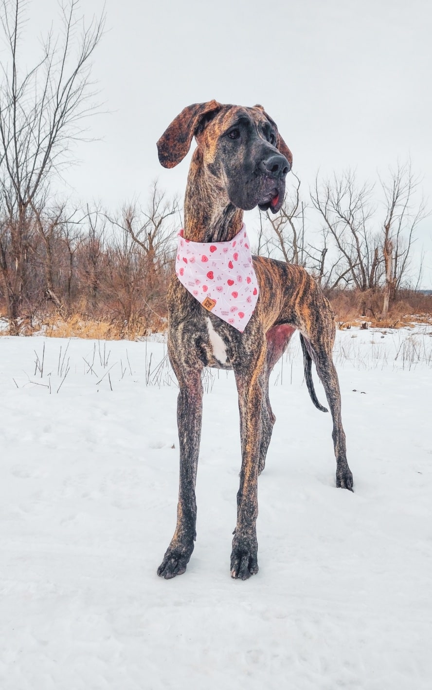Miniature Great Danes: Everything You Need to Know 9 Miniature Great Danes