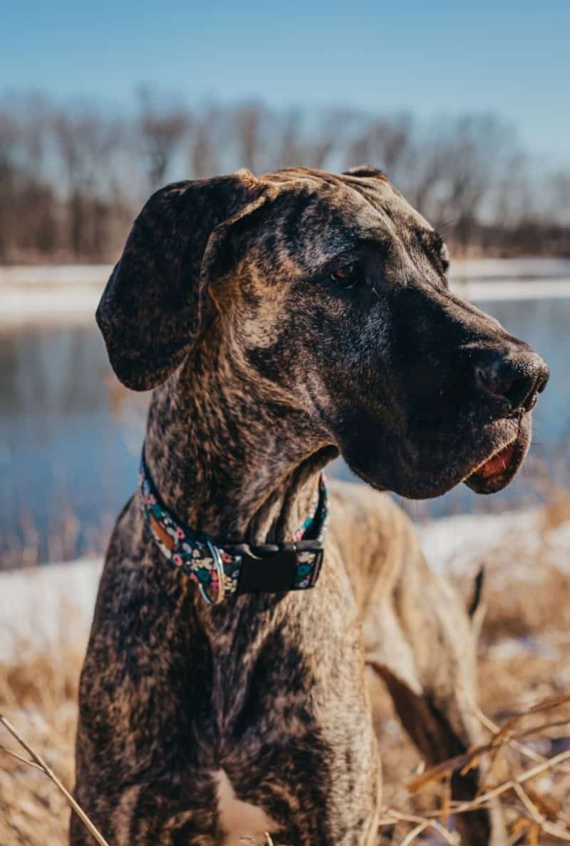 10 Steps to Caring for a Great Dane Everything You Need to Know