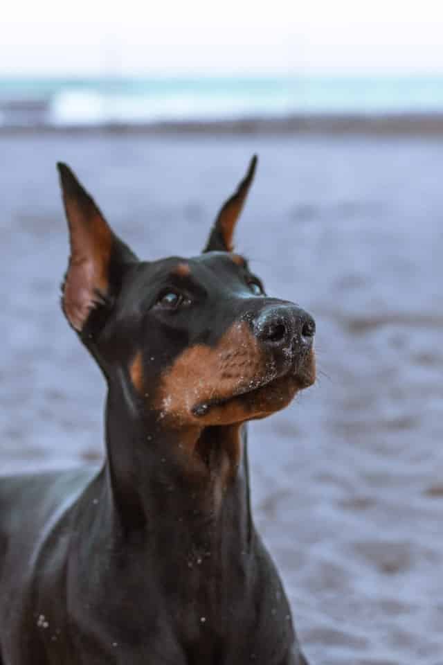 Great Danes: 1 of Many Big Friendly Dog Breeds 22 anna kozakova Fbi3FyJ2Sn0 unsplash