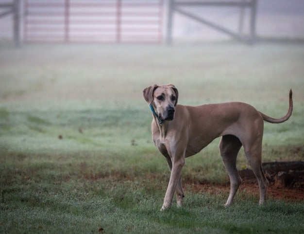 Helping a Dog with Broken Leg: 6 Things About Great Dane Broken Legs 2 Dog with Broken Leg
