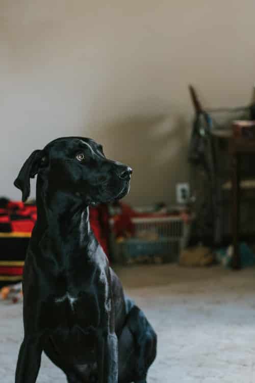 Great Dane Lifespan 29 Great Dane life span