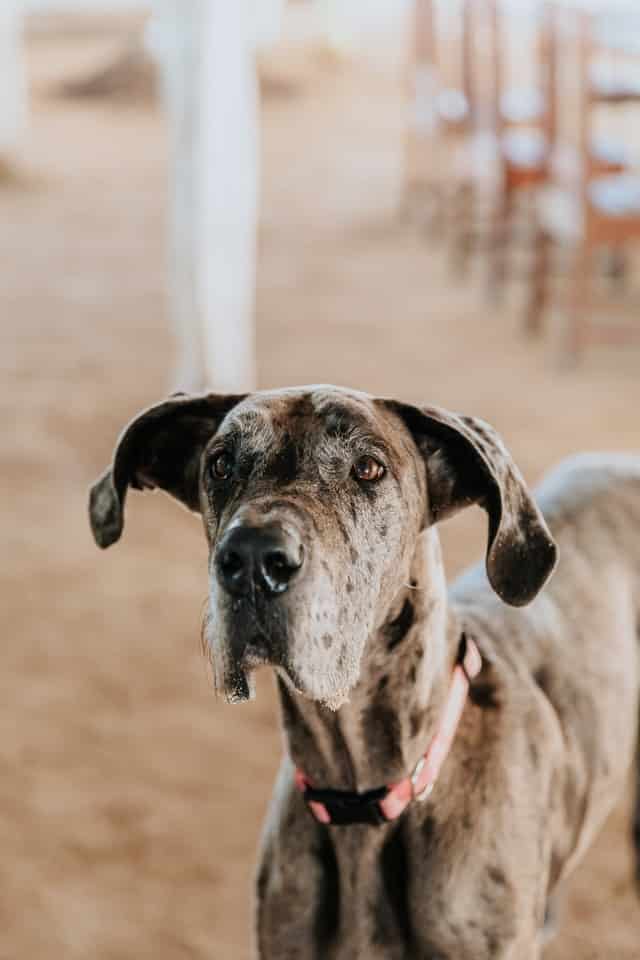 Helping a Dog with Broken Leg: 6 Things About Great Dane Broken Legs 14 jose casado 7JAipc40MfY unsplash