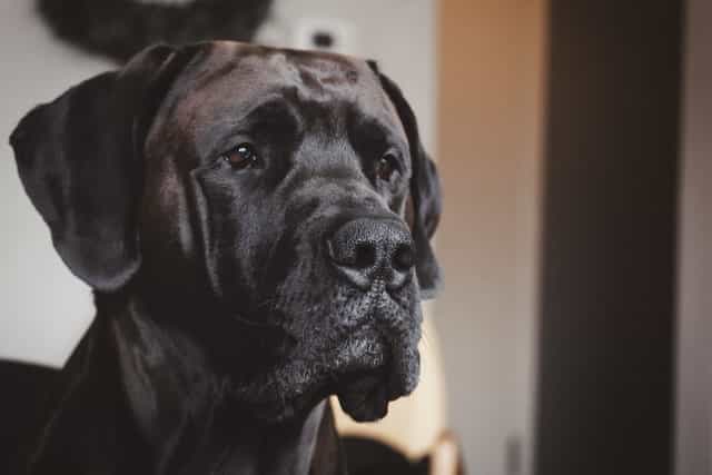 Helping a Dog with Broken Leg: 6 Things About Great Dane Broken Legs 16 keenan barber 0XyVLoWdYFY unsplash