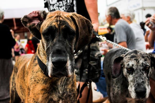 Helping a Dog with Broken Leg: 6 Things About Great Dane Broken Legs 8 keighla exum Q17J4hmTd2k unsplash