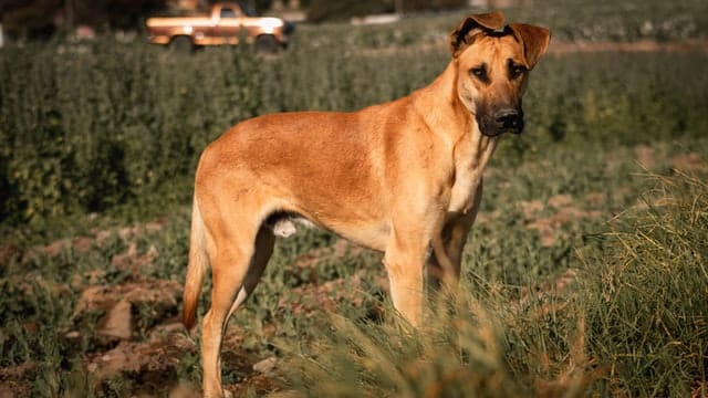 Helping a Dog with Broken Leg: 6 Things About Great Dane Broken Legs 9 marcelo pinto RN6iJWoyGsA unsplash