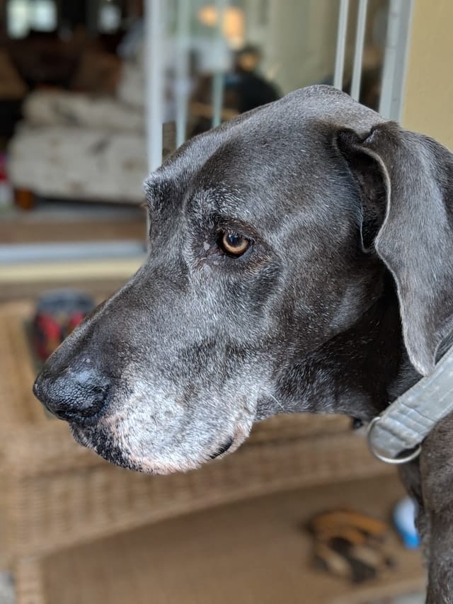Helping a Dog with Broken Leg: 6 Things About Great Dane Broken Legs 5 Dog with Broken Leg