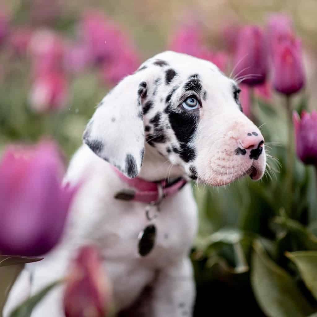 Helping a Dog with Broken Leg: 6 Things About Great Dane Broken Legs 41 unnamed