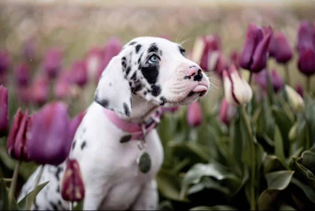 How Much Do Great Danes Cost