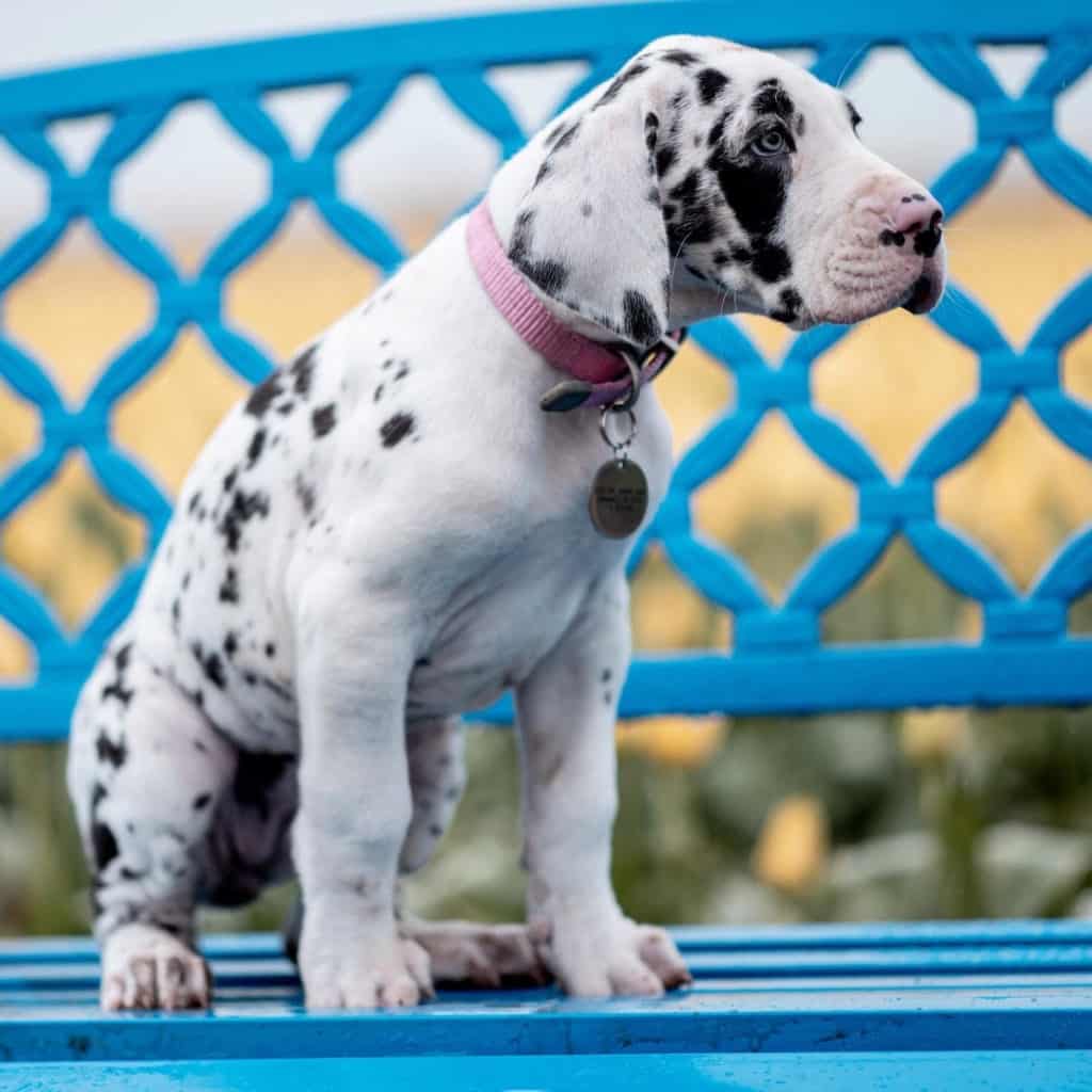 How Much Do Great Danes Cost? The Truth About Great Danes '1 Million Dollar' Price Tag 2 How Much Do Great Danes Cost