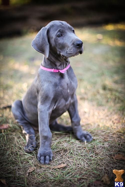 The Many Great Dane Spots, Colors and Stripes 5 Great Dane Spots