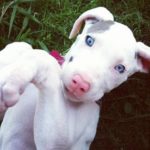 Great Dane Puppy Food 9 1 harlequin great dane samantha huynh