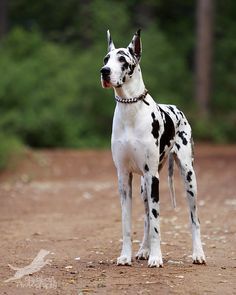 The Great Dane Breed Standard 18 1215f4d68b0b2230e7a9615760b9ed2c