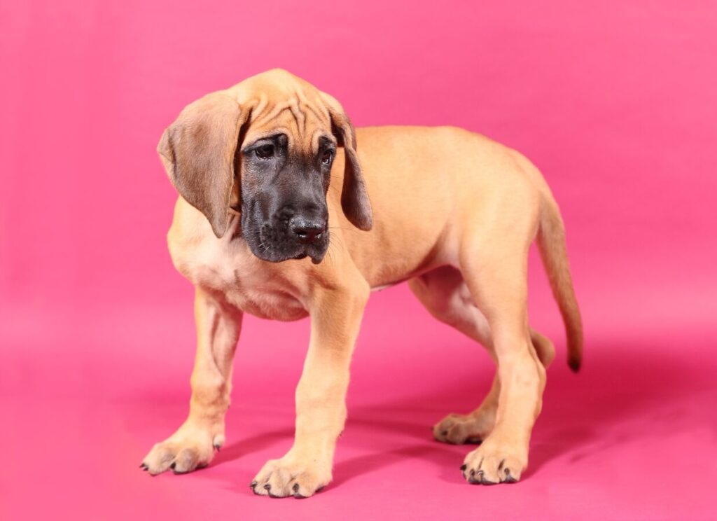 Great Dane puppy 