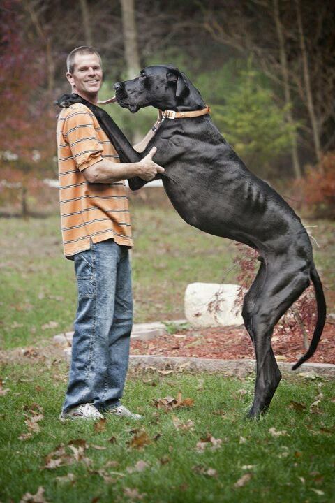 How to Stop a Great Dane Jumping Up 6 How to Stop a Great Dane Jumping Up