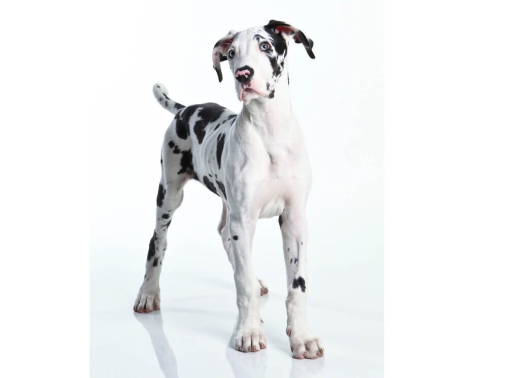 The Ultimate Great Dane Feeding Chart 12 20