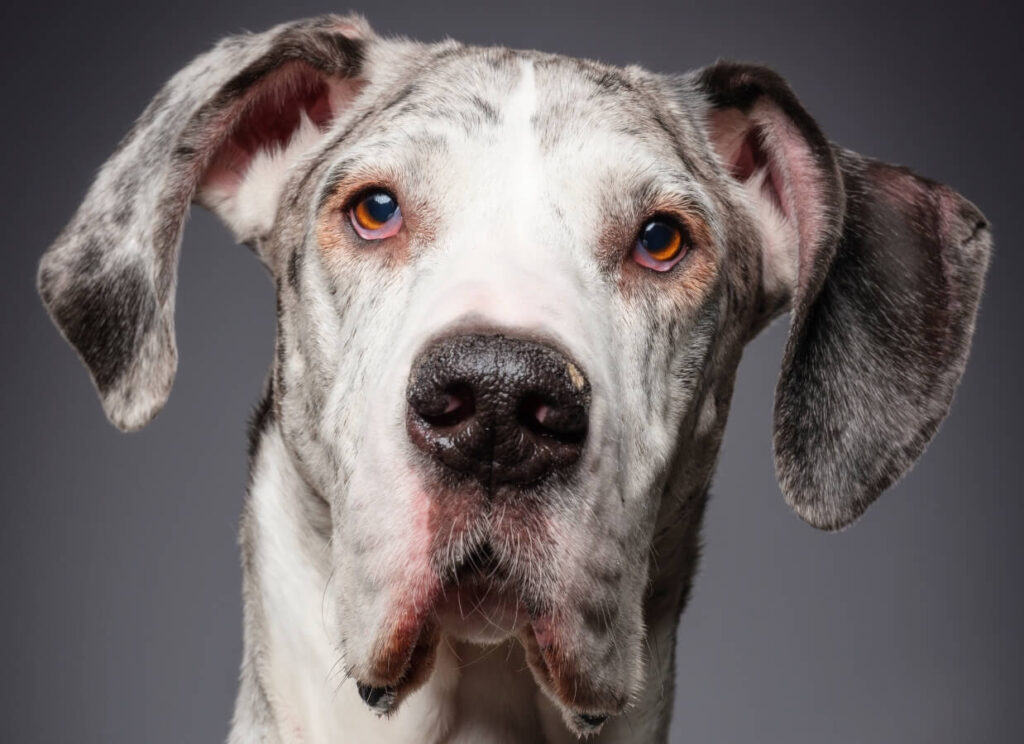 The Ultimate Great Dane Feeding Chart 4 21