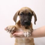 Great Dane Puppy Food 13 2124862 800 1
