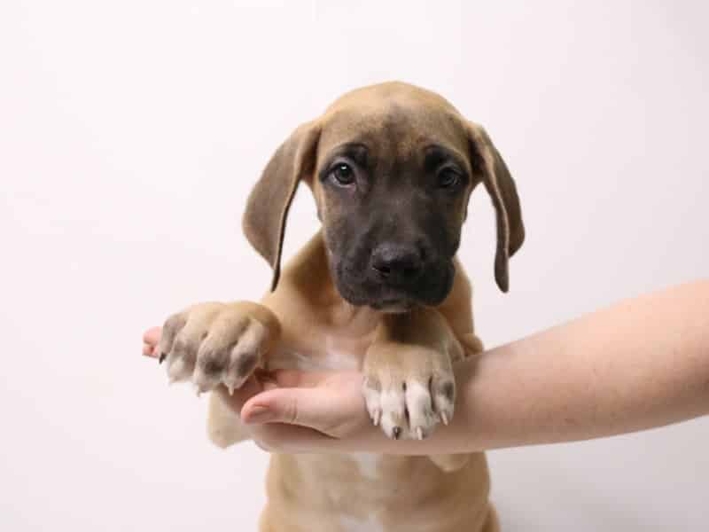 <strong>What is the Best Food for Dogs with Upset Stomach? The Top Home Remedies for Dog's Diarrhea</strong> 2 Food for Dogs with Upset Stomach