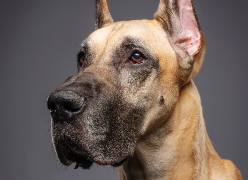 The Ultimate Great Dane Feeding Chart 9 23