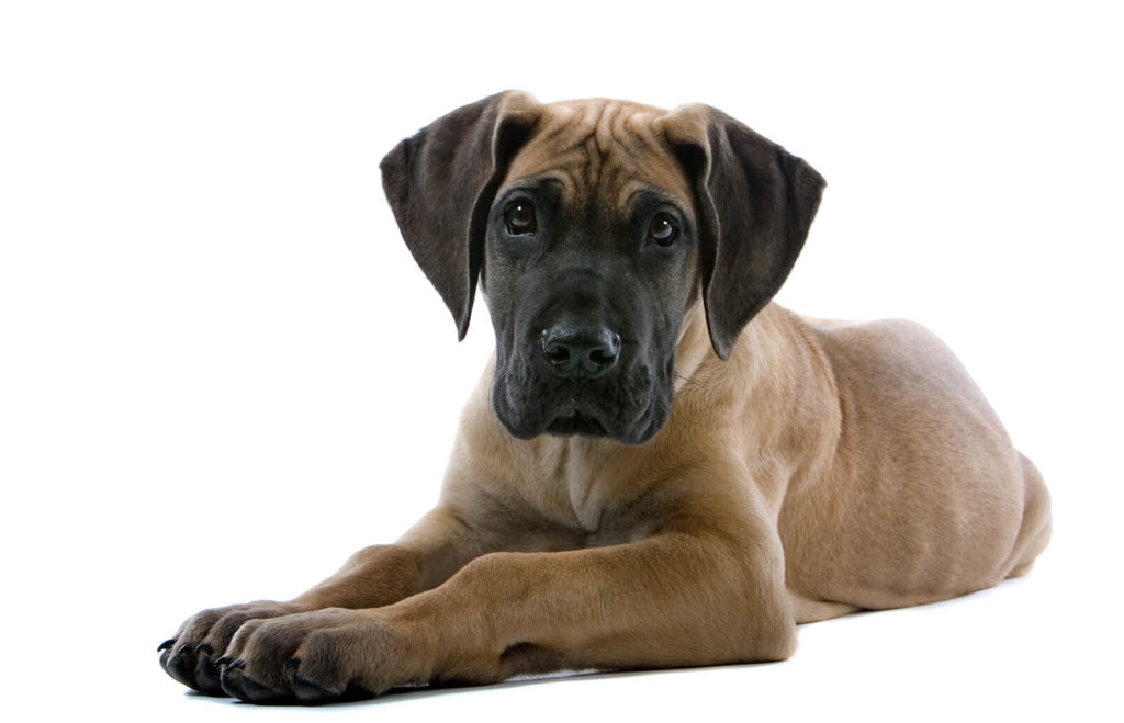 Great Dane Puppy Growth Chart 2 Great Dane Puppy Growth Chart