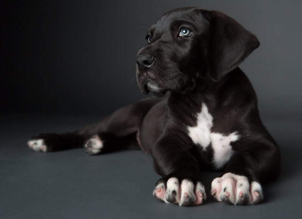 Great Danes for Sale: How to Find a Great Dane Puppy 4 25