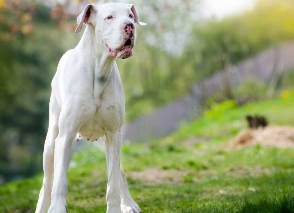 Double Merle Great Danes: 5 Facts About White Great Danes 3 26