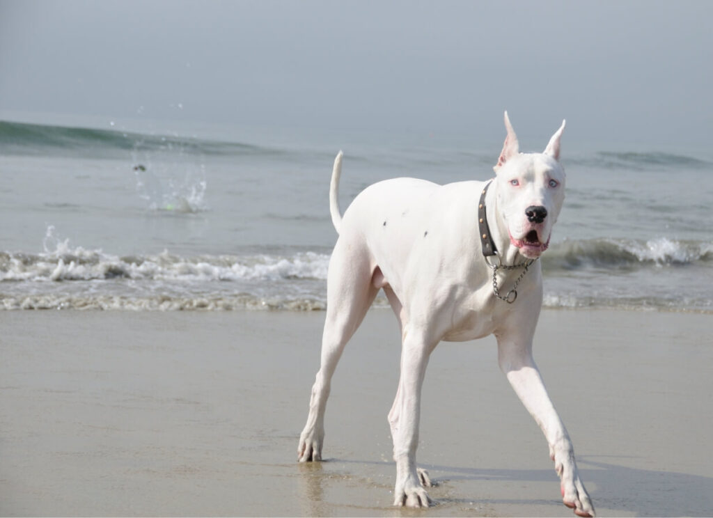 The Ultimate Great Dane Feeding Chart 22 28