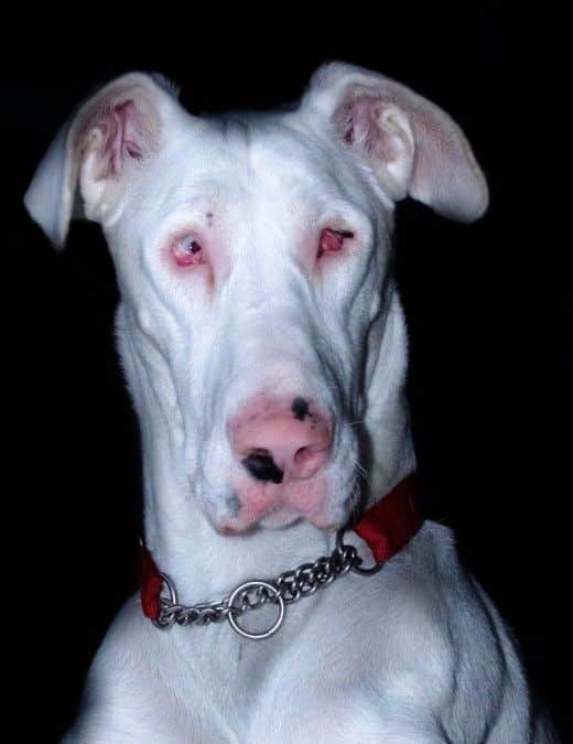 12 Things You Didn't Know About White Great Danes: Are White Great Danes Deaf and Blind? 5 WHITE GREAT DANE