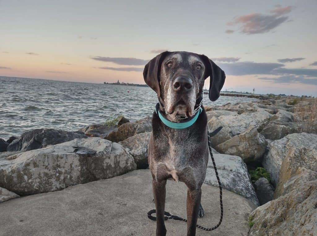The Best Prong Collar for a Great Dane: Everything You Need to Know 13 289671795 5139646092787896 7256031267827805151 n