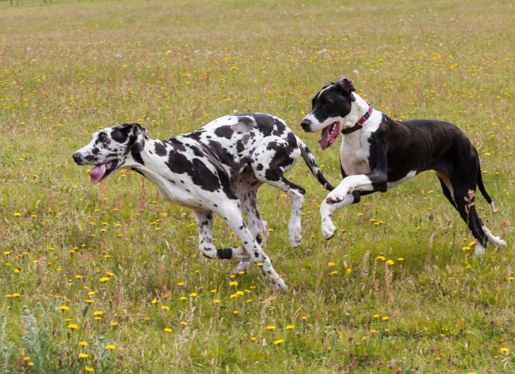 How to Make a Great Dane Live Longer 7 29