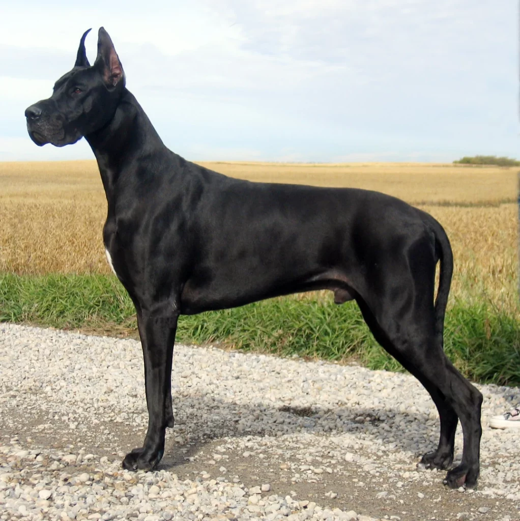 3180 black great dane dog