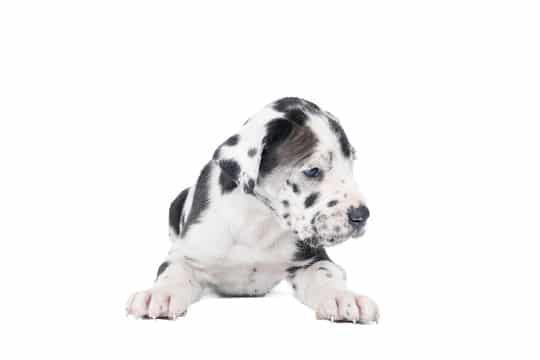 The Magnificent Harlequin Great Dane 16 HARLEQUIN GREAT DANE