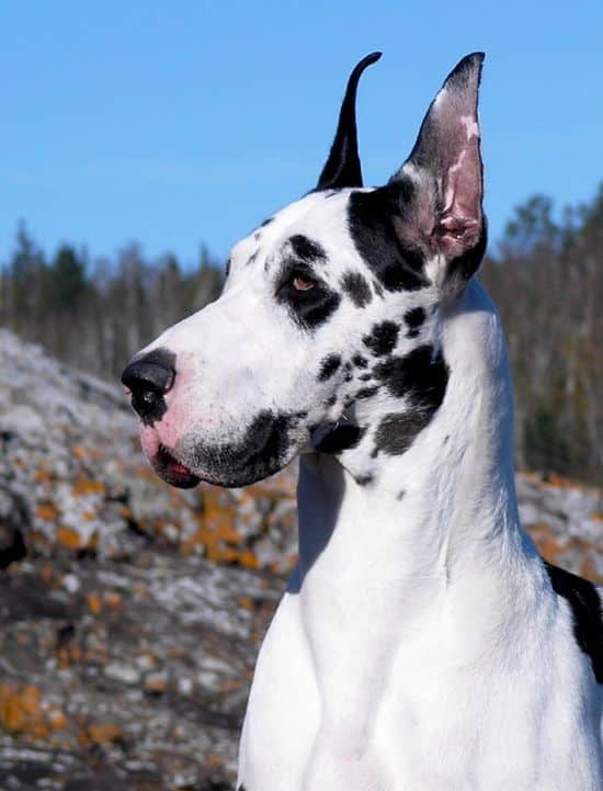 The Magnificent Harlequin Great Dane 14 HARLEQUIN GREAT DANE