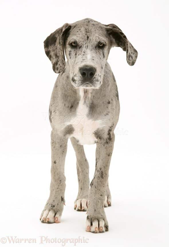 The Best ECollars for Great Danes Hello Danes