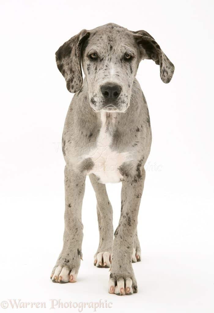 41301 Great Dane pup white background