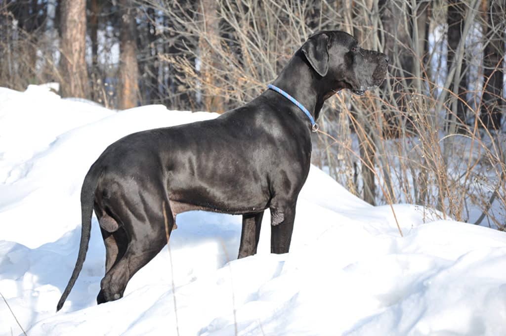 WHAT TEMPERATURE IS IDEAL FOR GREAT DANE? GREAT DANE TEMPERATURE AND WEATHER REQUIREMENTS 4 420424 Kycb