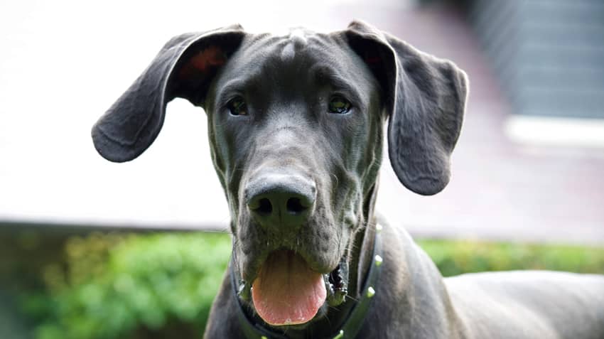 10 Steps to Caring for a Great Dane: Everything You Need to Know 20 Caring for a Great Dane