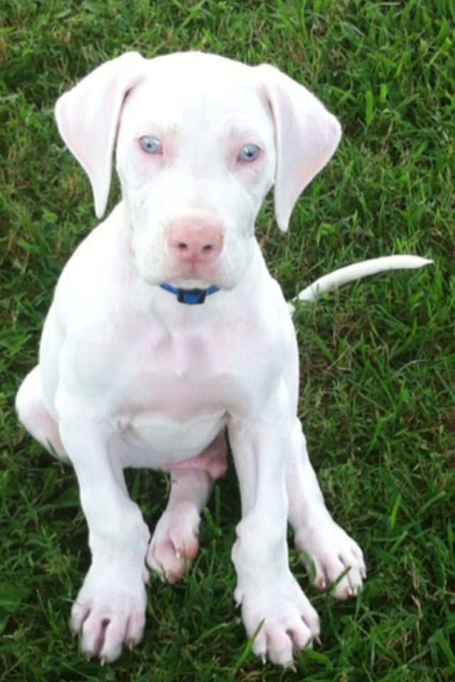 How to Choose a Great Dane Breeder Near Me 14 Great Dane Breeder Near Me
