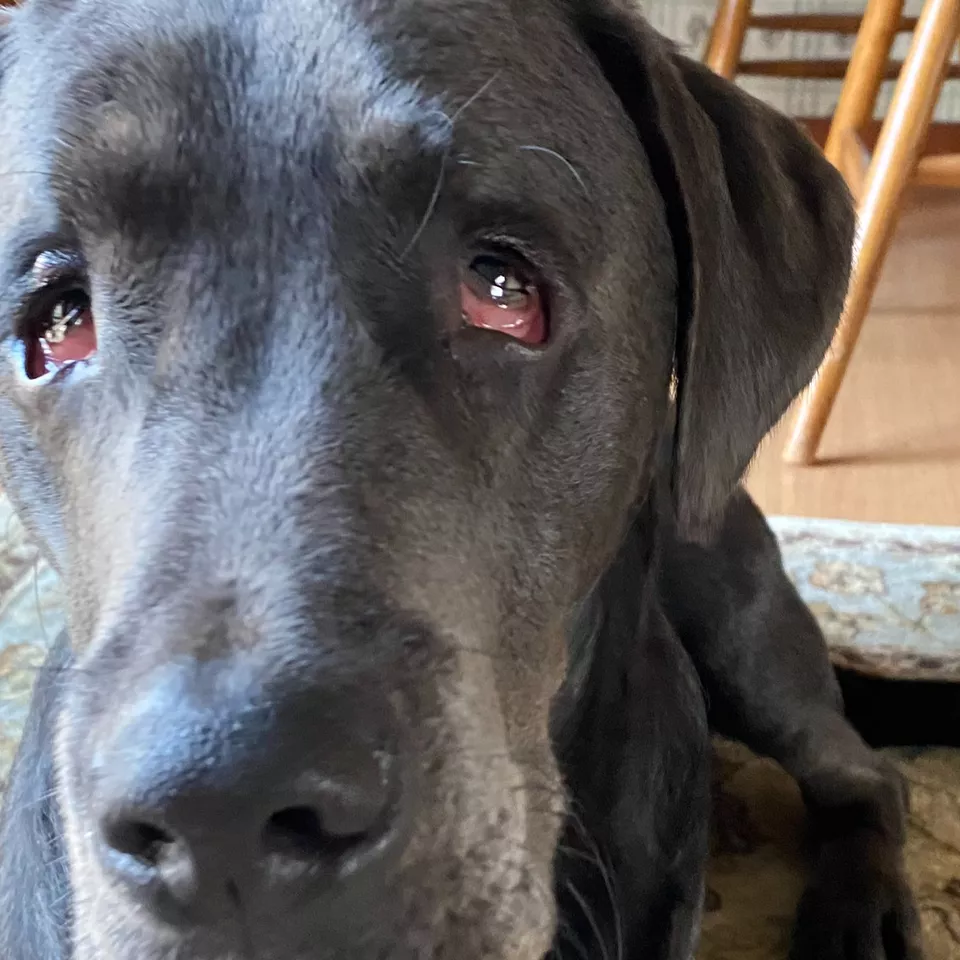 One Big Droopy Eyed Dog: Eyelid Ectropion in a Dog's Eye 7 Droopy Eyed Dog