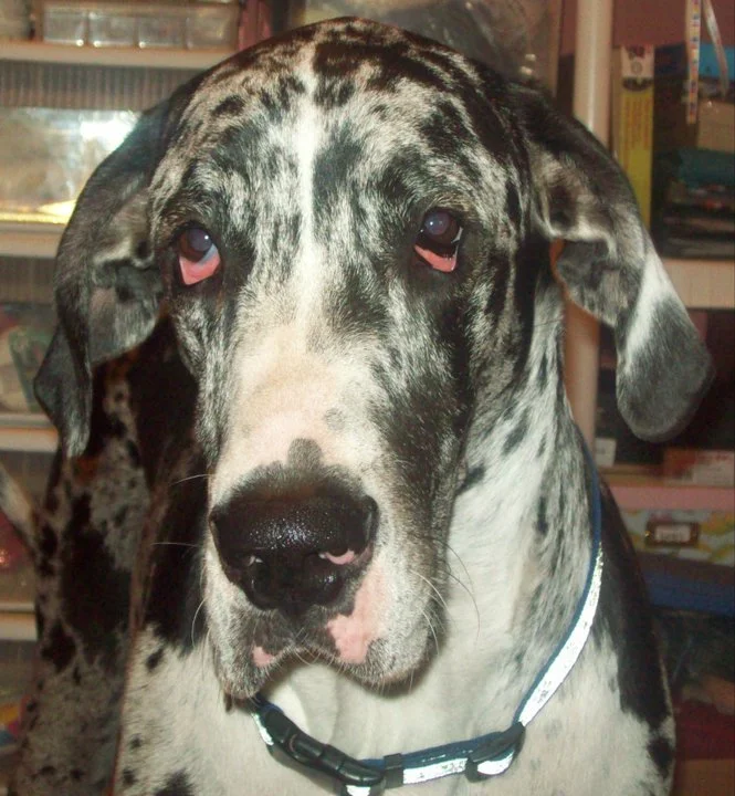 One Big Droopy Eyed Dog: Eyelid Ectropion in a Dog's Eye 3 Droopy Eyed Dog