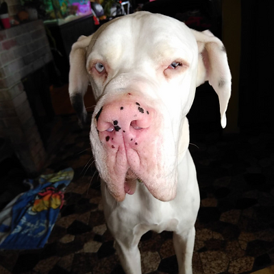 12 Things You Didn't Know About White Great Danes: Are White Great Danes Deaf and Blind? 3 WHITE GREAT DANE