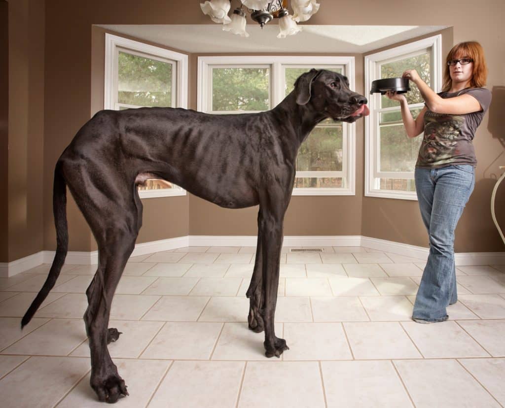 Zeus the Great Dane: the World's Tallest Dog 4 Zues the Tallest Great Dane in the world