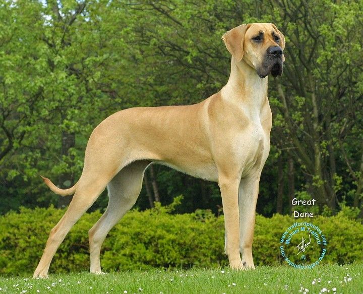 Great Dane Recall with an E Collar: The Ultimate Guide 2 Recall with an E Collar
