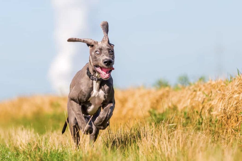 How to Stop a Great Dane Jumping Up