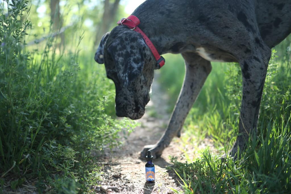 CBD Oil for Dogs