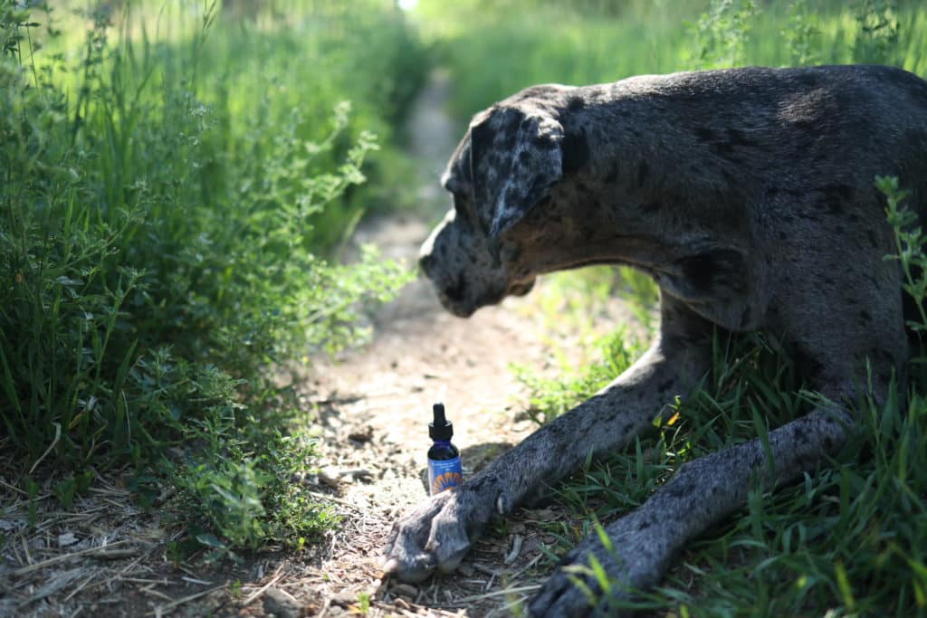 CBD Oil for Dogs