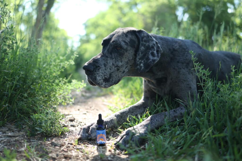 CBD Oil for Dogs