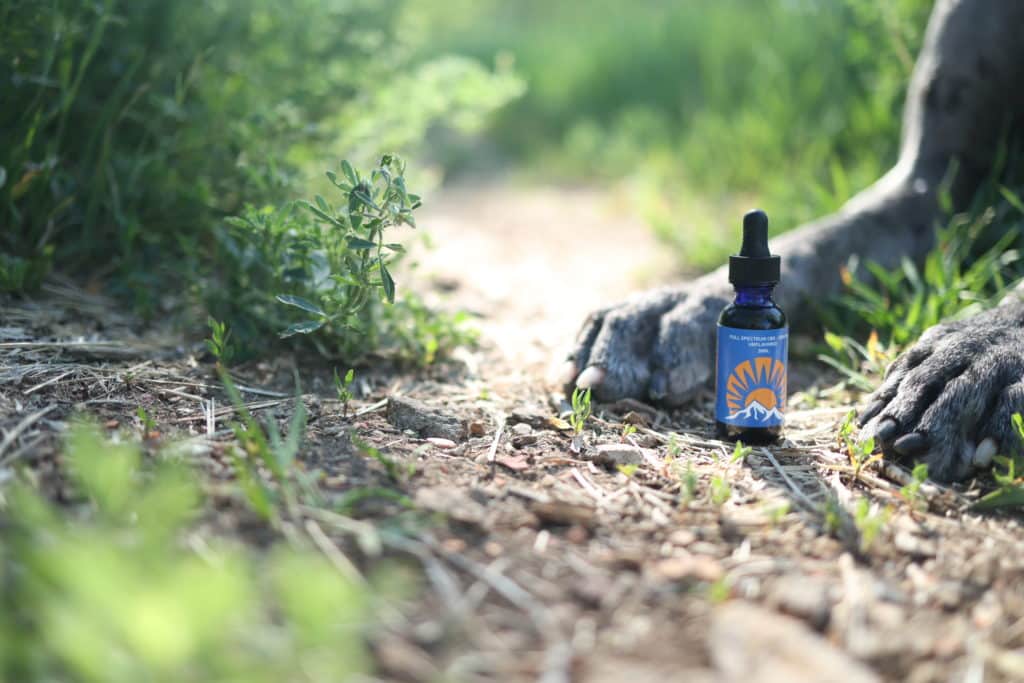 CBD Oil for Dogs