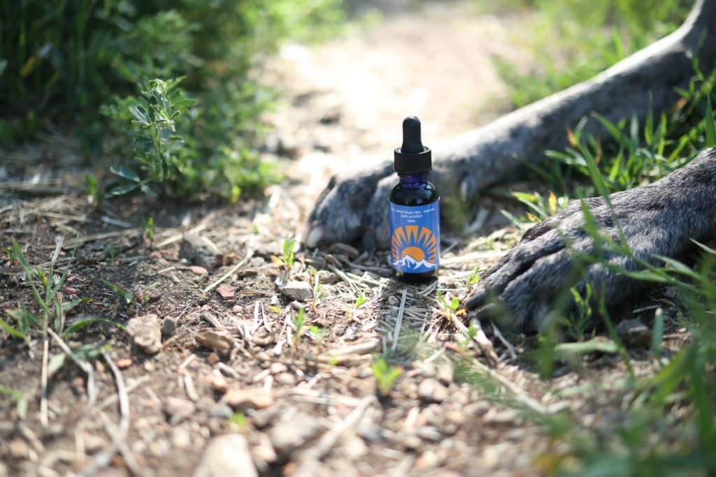 CBD Oil for Dogs