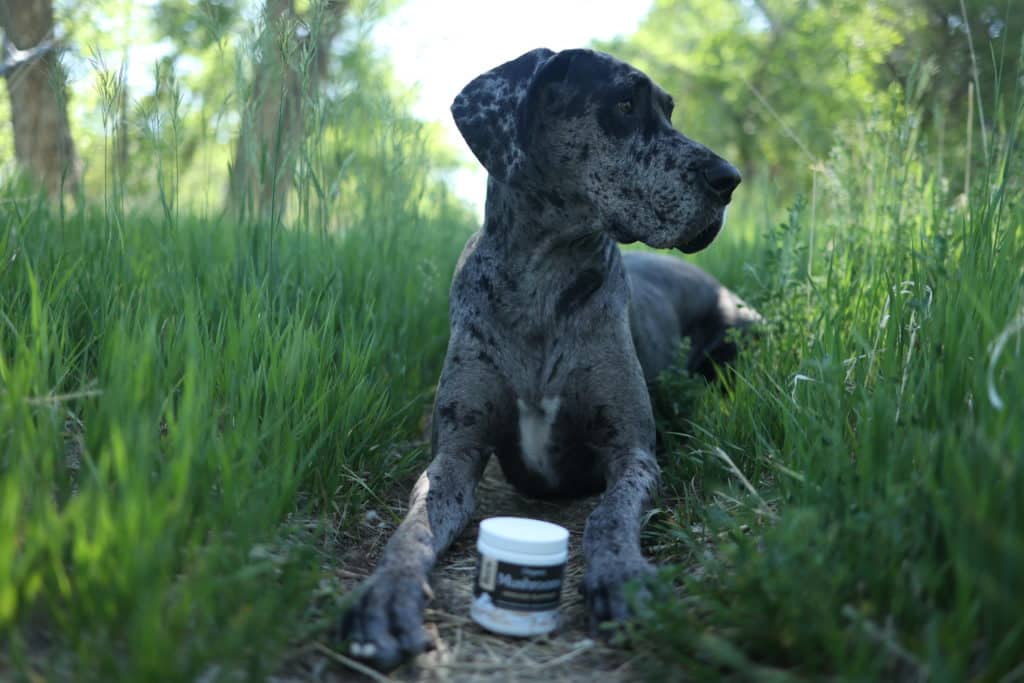 Mushrooms for Dogs